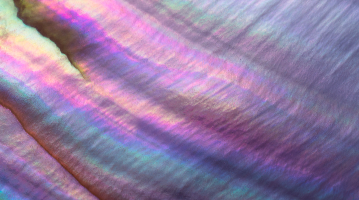 Rainbow colored pearl shell close-up