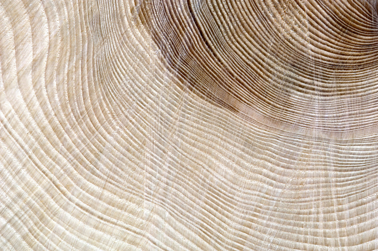 Close up of tree growth rings