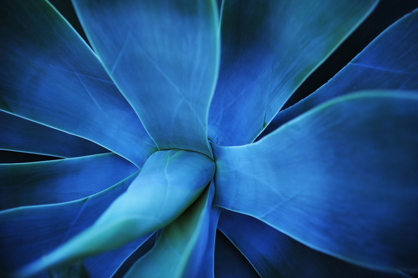 Close up of a blue aloe vera flower