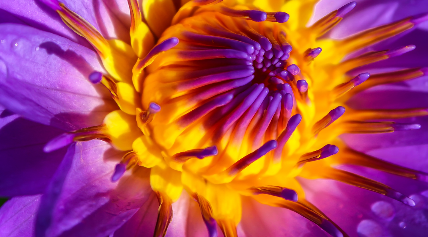 Close-up of a purple water lilly with yellow stamen