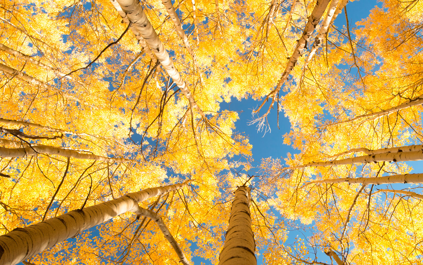 Looking up at the sky through aspen trees with yellow leaves