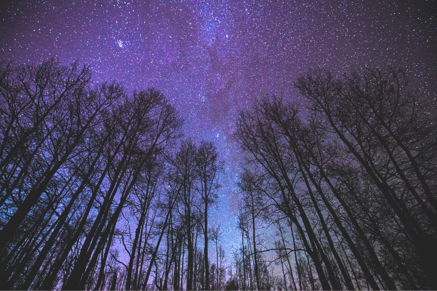 Trees and nighttime sky