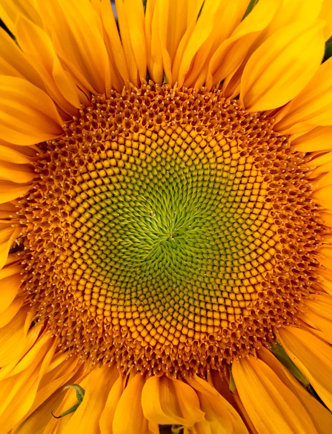 ull Frame Shot Of Sunflower