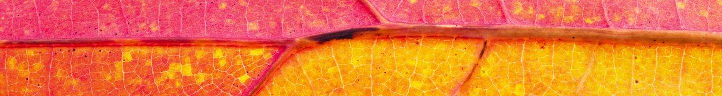 Yellow and red colored leaf