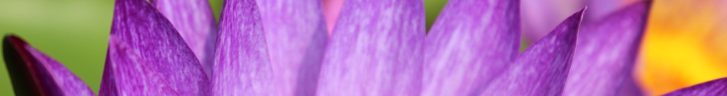 purple flower sub header
