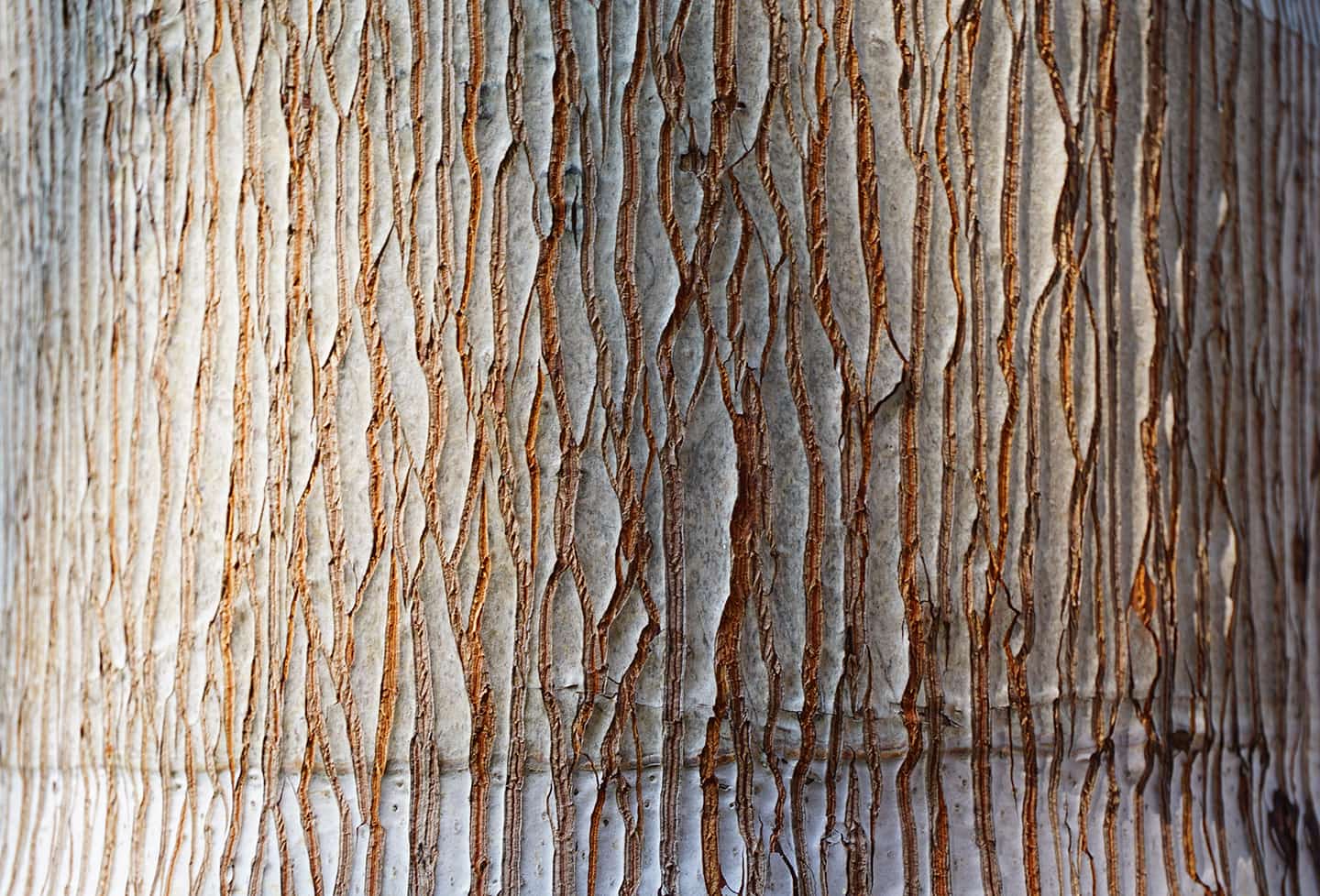 Bark Wood