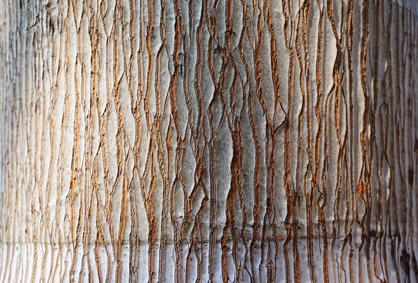 Bark of Pine tree texture brown