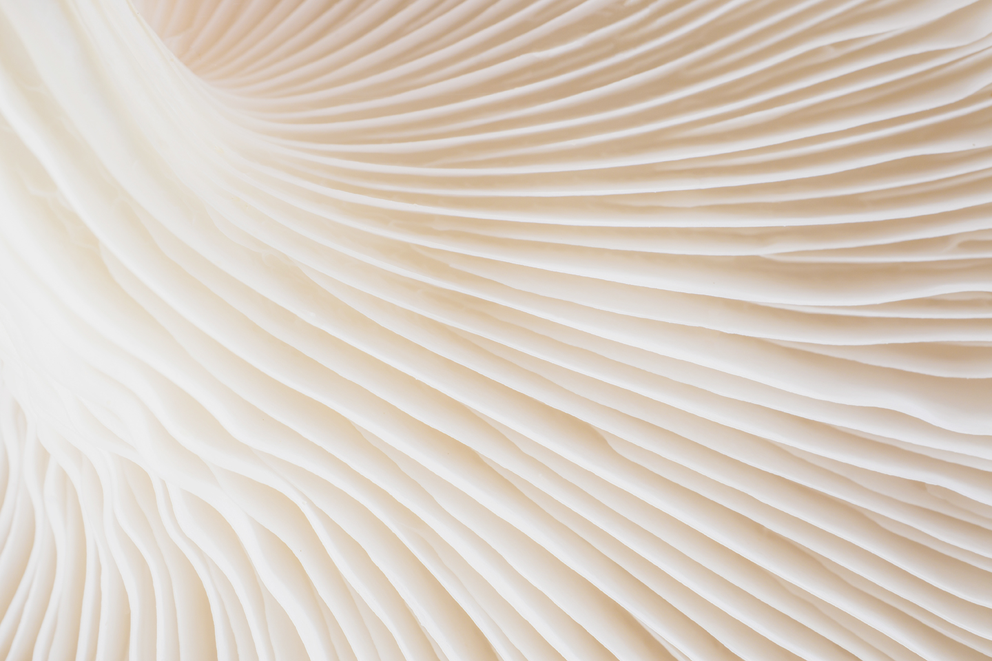 abstract background macro of Sajor-caju Mushroom