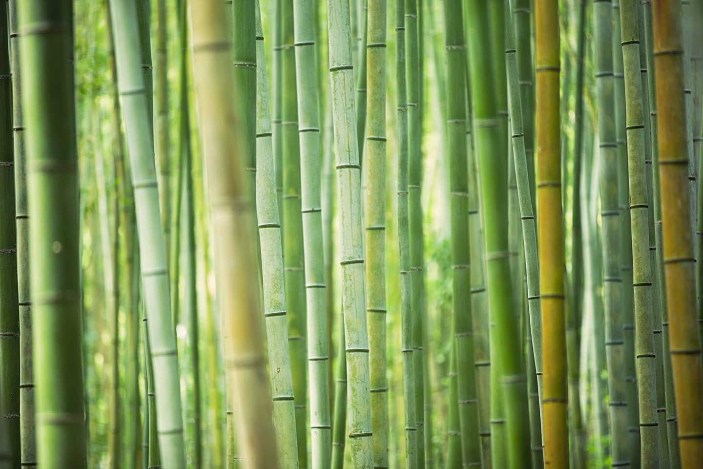ap2p bamboo