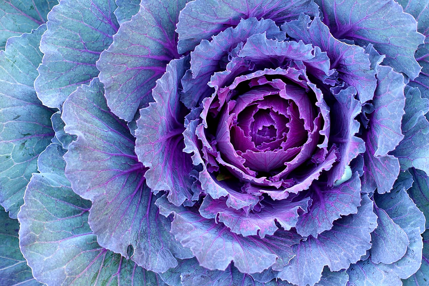 purple cabbage background