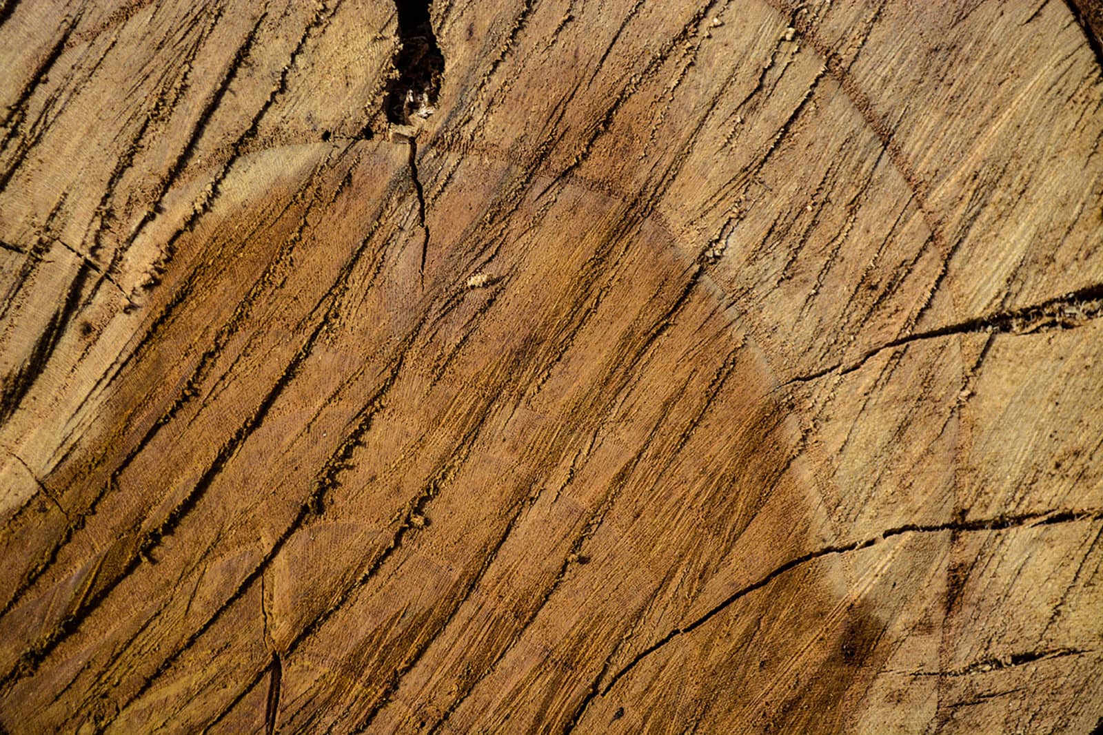 scaled tree bark background