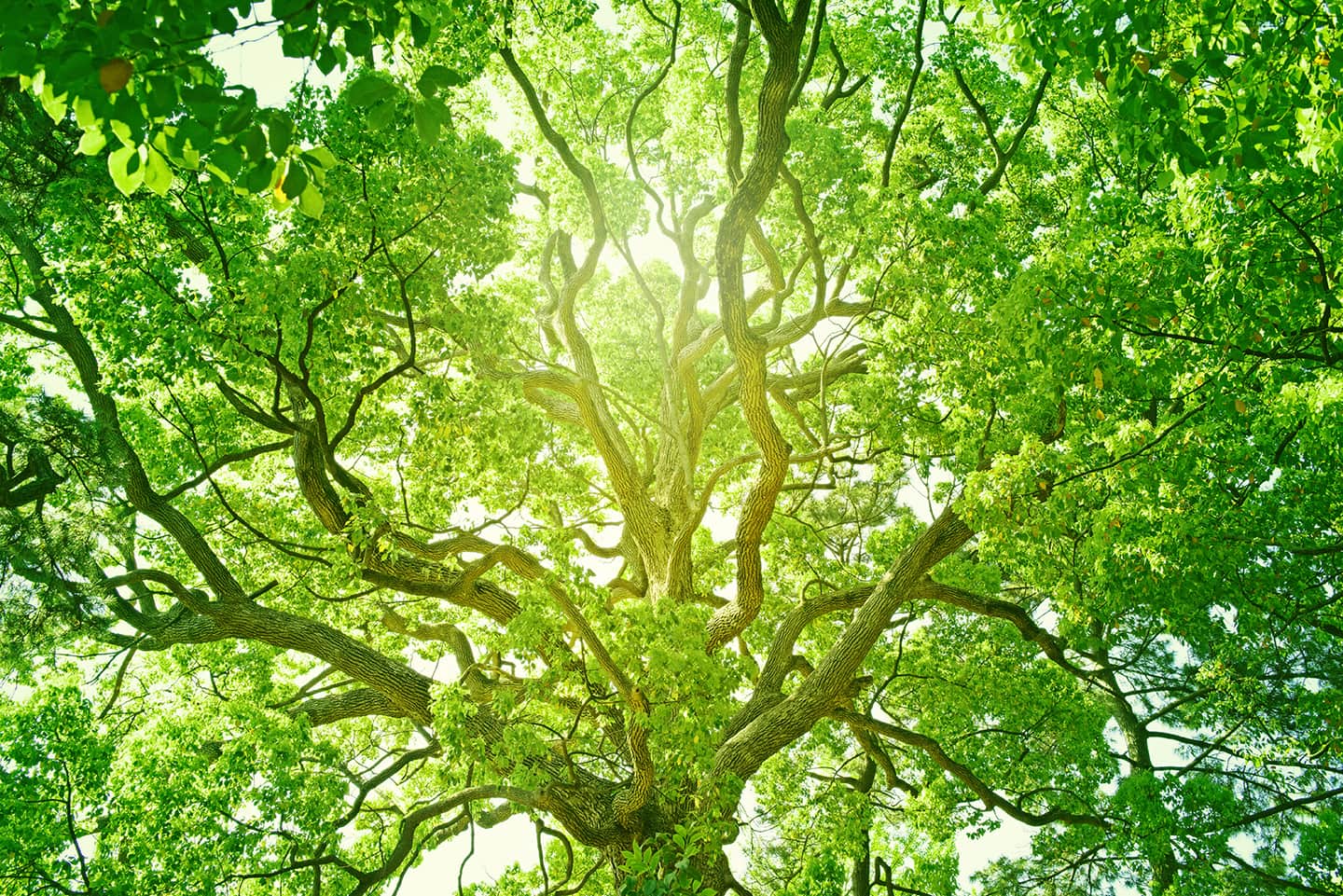 Green Tree Background
