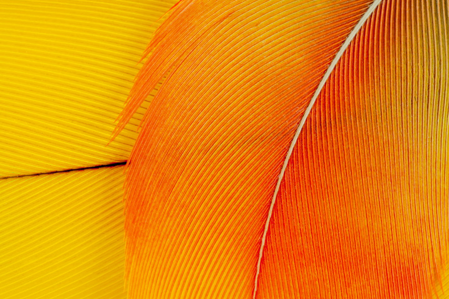 Yellow and Red Feather Background macro