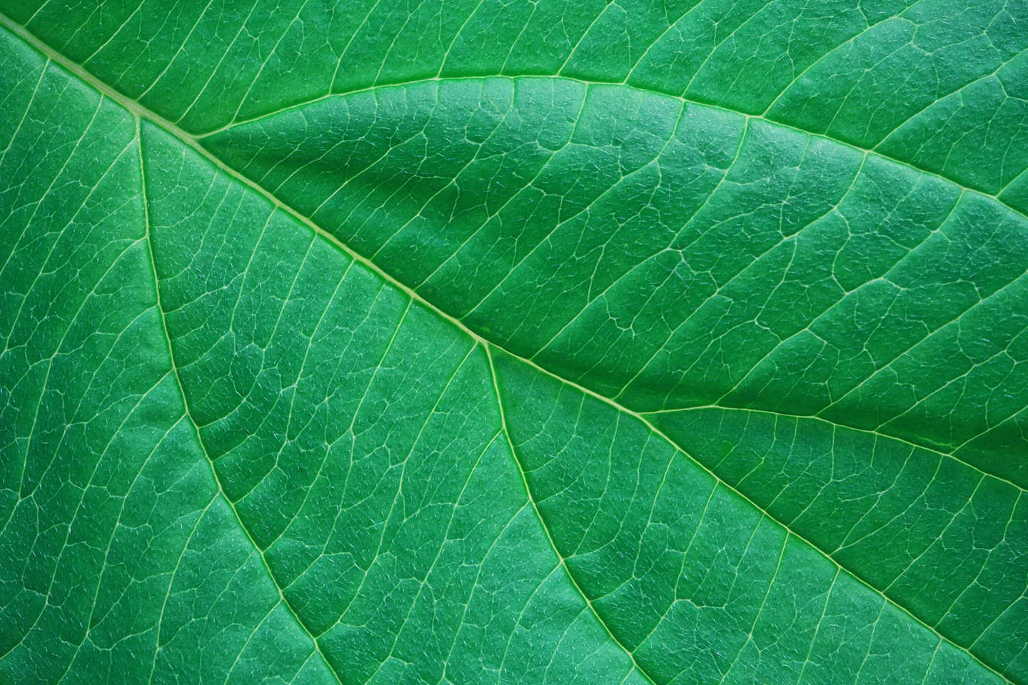 prior auth green leaf