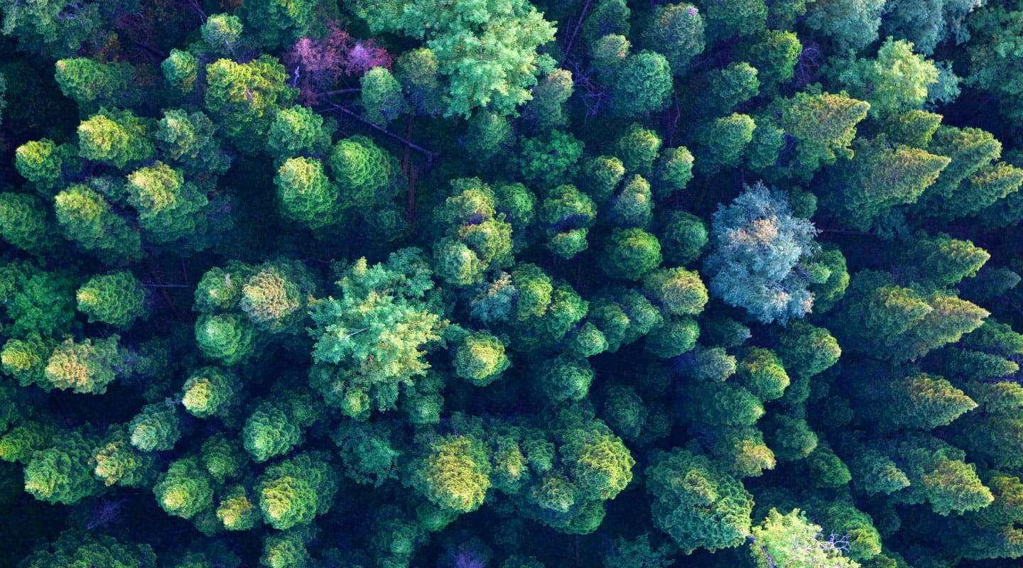 Overhead shot of trees in a forest