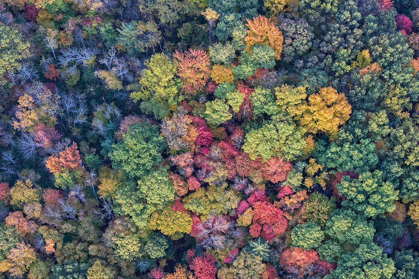 overhead view of trees background
