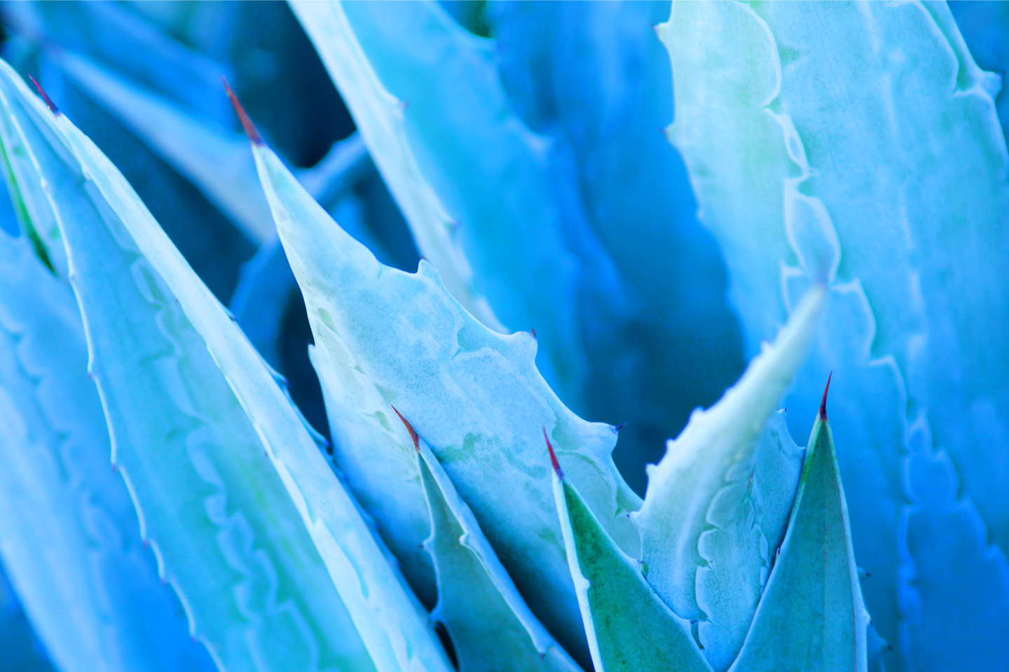 Blue Succulent Background