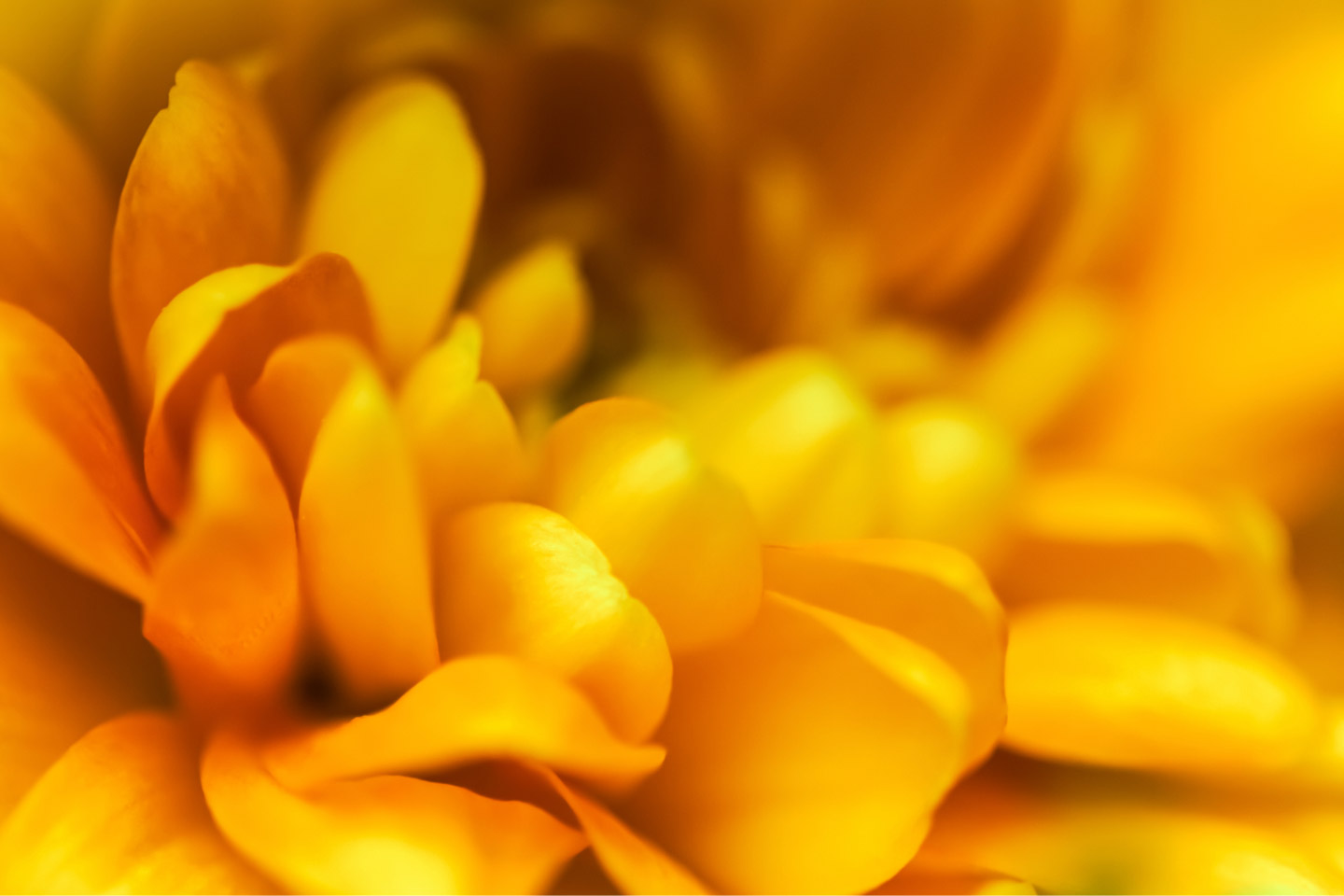 Yellow Flower Background