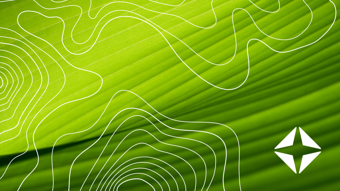green leaf with white lines