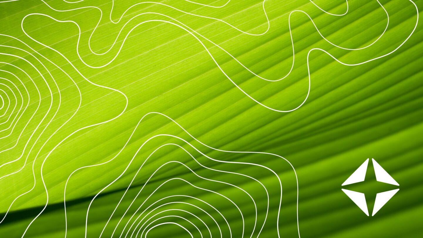 green leaves with white lines