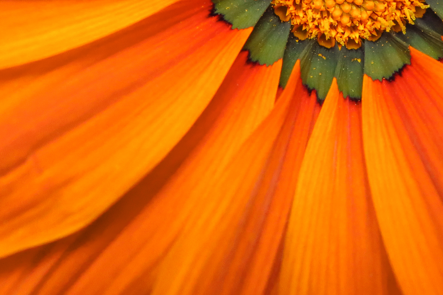 Orange flower background